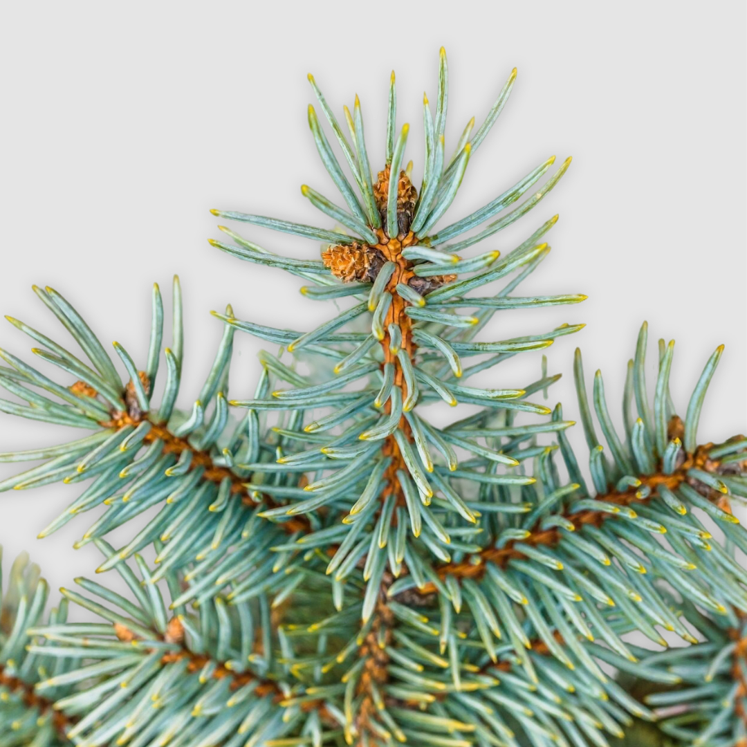 08 Fir Image JPG