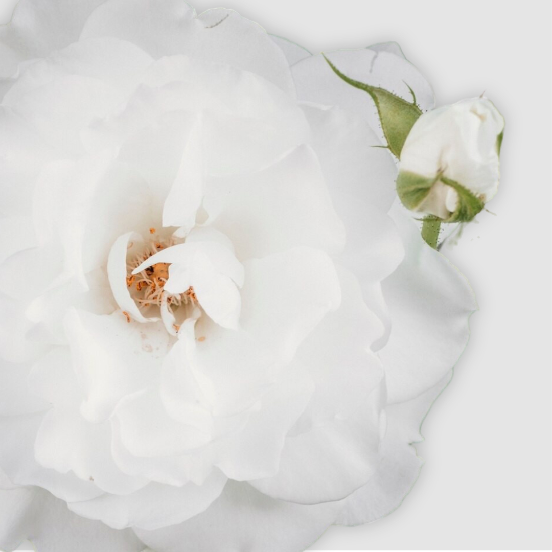 10 Gardenia Image JPG